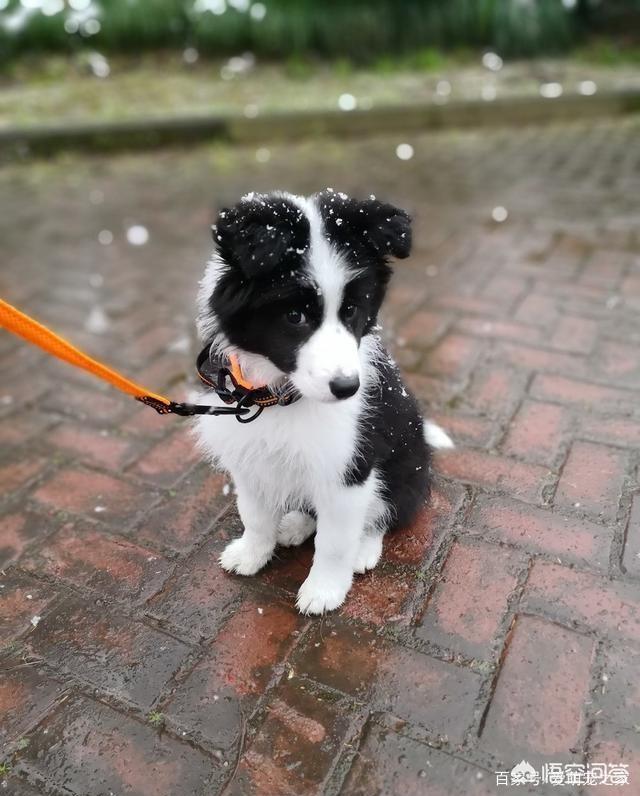 边牧犬图片:如何从边牧的睡觉姿势看出对主人的信任程度？ 边牧犬图片 幼犬