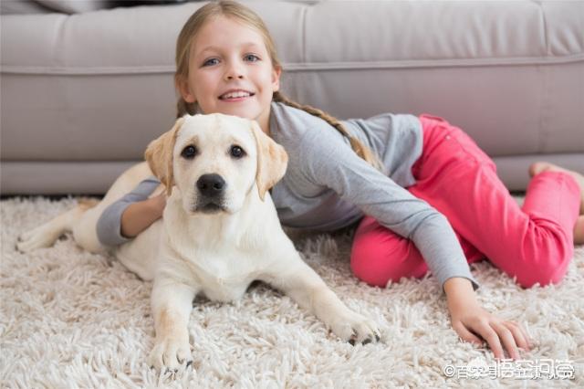 小时候拉布拉多犬性格:小时候的拉布拉多犬是不是粘人 成年之前的拉布拉多犬该什么照顾？