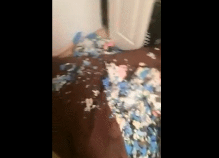 狗狗图片大全搞笑可爱:你手机里最搞笑的宠物照片或者动图是哪个？ 狗狗视频大全搞笑可爱