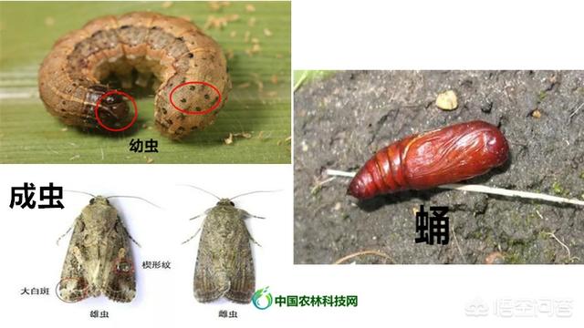 蜂鸟鹰蛾幼虫图片:小菜园里种的蔬菜生虫子，有不用打农药就能杀死虫子的办法吗？