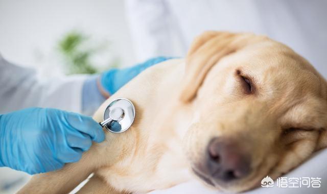 犬传染性气管支气管炎:狗狗容易得哪些传染病？都有什么症状？