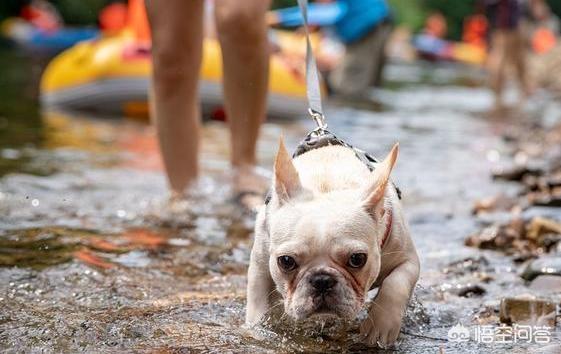 沉默的斗牛犬贴吧:法斗犬“不为人知”的小秘密，你知道有什么吗？