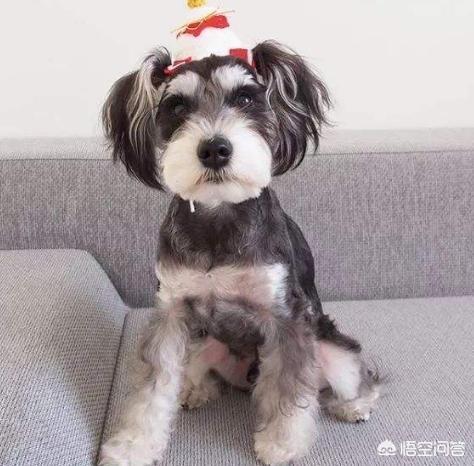 雪纳瑞狗粮最好知乎:你家雪纳瑞是什么样的造型？