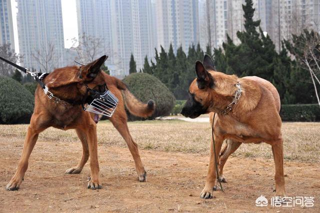 马犬:马犬有什么可怕之处？为什么有人认为养马犬的人越来越少了？