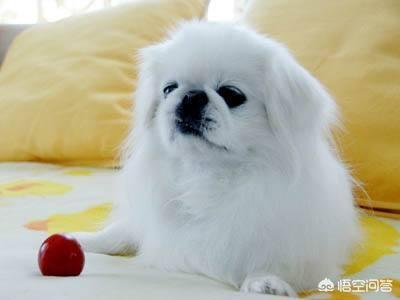 北京犬:养京巴犬或蝴蝶犬哪个好？