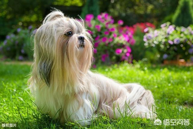 比格犬智商:请问大家，100平的房子养什么大型狗狗合适？