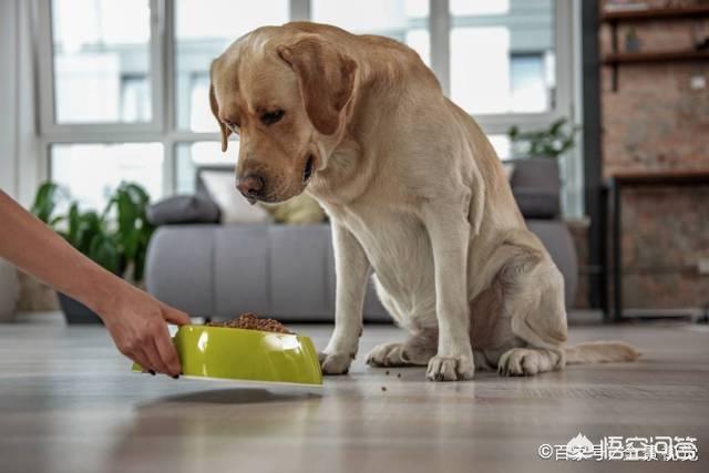 拉布拉多犬图片大全:一只拉布拉多成犬，它的正常体重是多少？太胖怎么办？