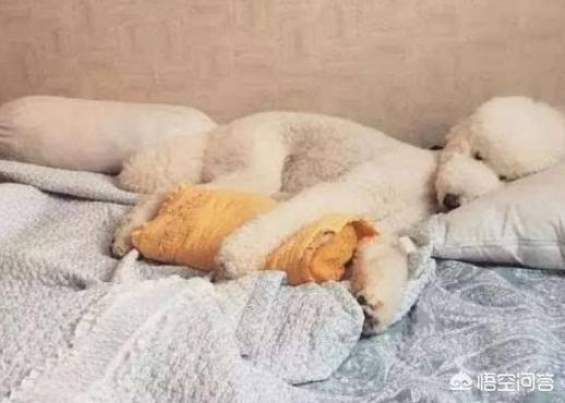 快乐到家贵宾狗图片:贵宾犬为什么偏偏有狗窝不睡，非得要睡床呢？