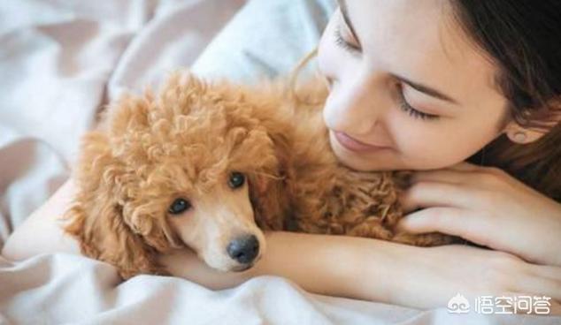 快乐到家贵宾狗图片:贵宾犬为什么偏偏有狗窝不睡，非得要睡床呢？