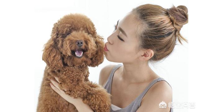 你家的狗是是“禁养犬”吗，不在城市禁养范围内的狗狗，你家在其中吗？