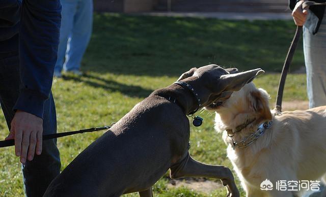 斗牛犬打架视频:哈士奇、金毛、拉布拉多打架哪个厉害？