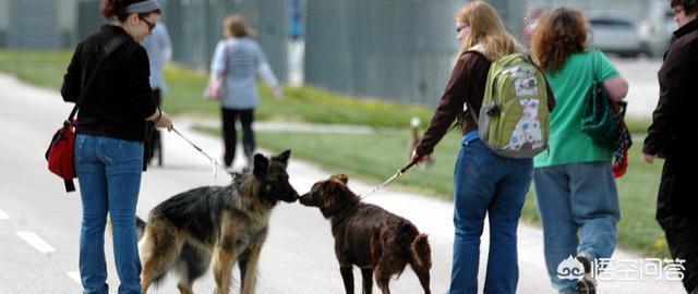 斗牛犬打架视频:哈士奇、金毛、拉布拉多打架哪个厉害？