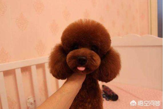 贵宾犬的价格差别为何这么大:为什么有的人不愿意养贵宾犬？