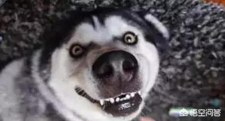 西敏寺哈士奇冠军犬图片:在哪里可以买到比较纯种的哈士奇？