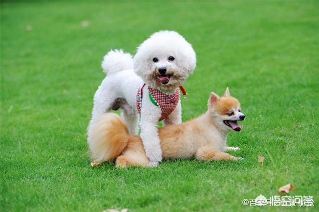 哈多利系博美成年犬多大:博美犬成年后一般是多少斤？