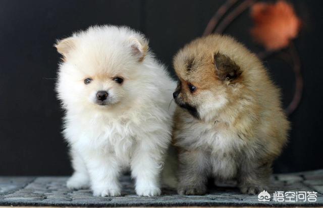 哈多利系博美成年犬多大:博美犬成年后一般是多少斤？