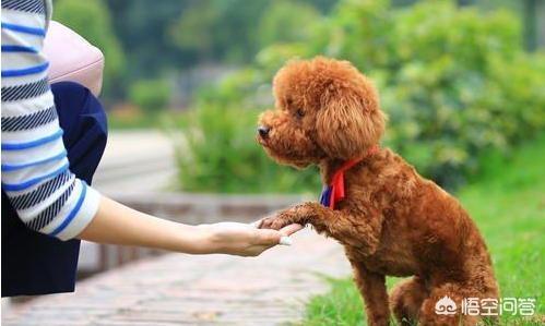 有杀泰迪吧吗:泰迪犬身上哪些部位不能随便打？严重的甚至会死亡？ 一拳能打死泰迪吗