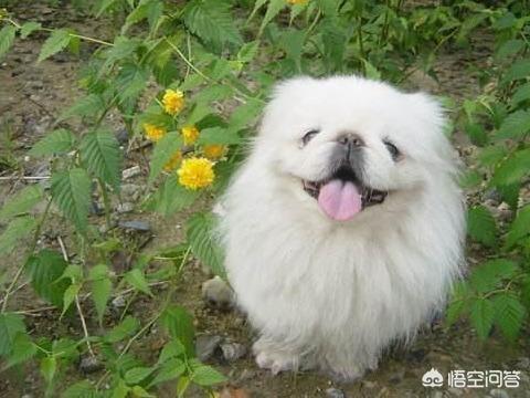 京巴狗的寿命多长时间:寿命比较长的狗狗有哪些？ 京巴狗的一般寿命是多少年