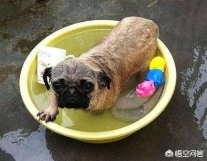 巴哥犬好养吗:巴哥犬适合在家里饲养吗？有什么比较麻烦的地方？