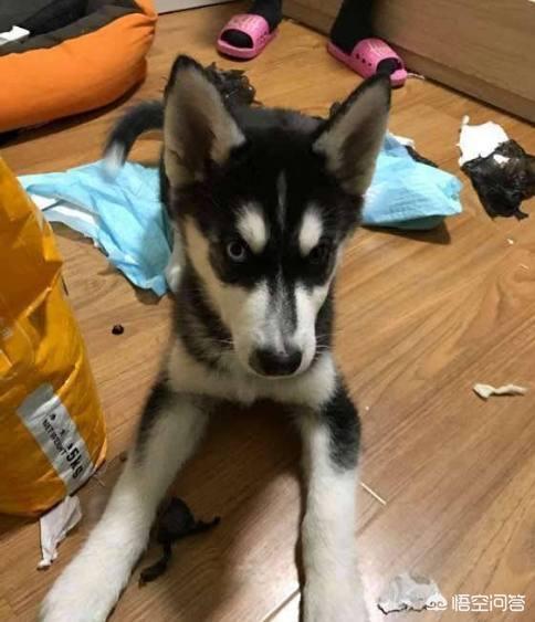 乐山犍为哈士奇吧:养一只哈士奇，会有什么心酸事？