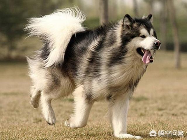 虎皮法斗犬多少钱一只:养哪些品种的狗狗是花钱比较多的？