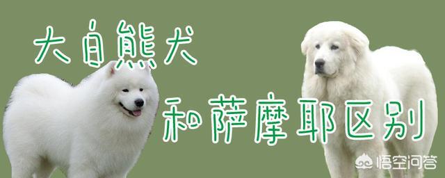 头条问答 大白熊犬和萨摩耶有什么区别 6个回答