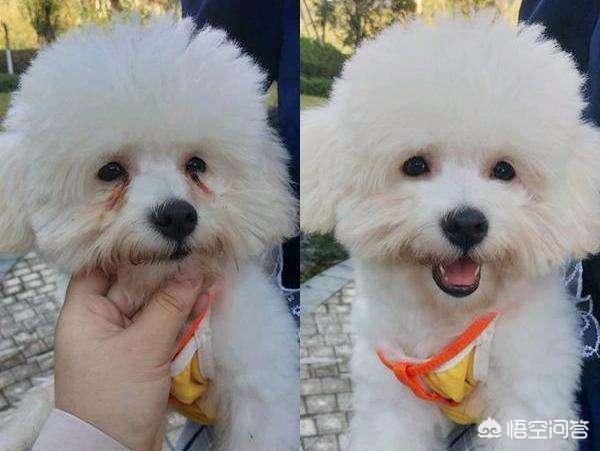 比熊太胖了怎么办:比熊犬成犬的标准体重是多少？如何养好？