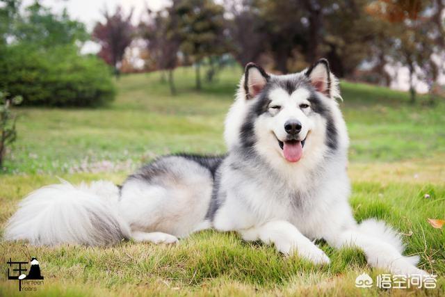 保加利亚牧羊犬舍:今晚恒大战科内，科舍与艾格努隔网对轰，恒大能获胜吗？ 保加利亚牧羊犬哪里买