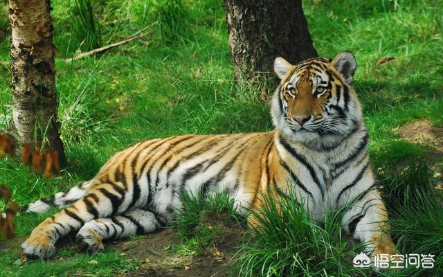 速度与猎豹不相上下的格雷伊猎犬:为什么内蒙古大草原没有老虎生活？