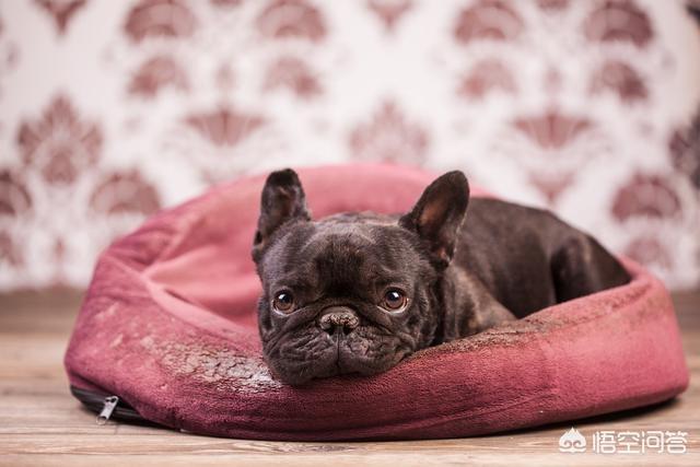 沉默的斗牛犬相关问答:准备养一只斗牛犬，有什么需要注意的问题吗？