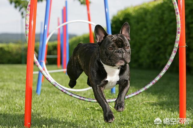 沉默的斗牛犬相关问答:准备养一只斗牛犬，有什么需要注意的问题吗？