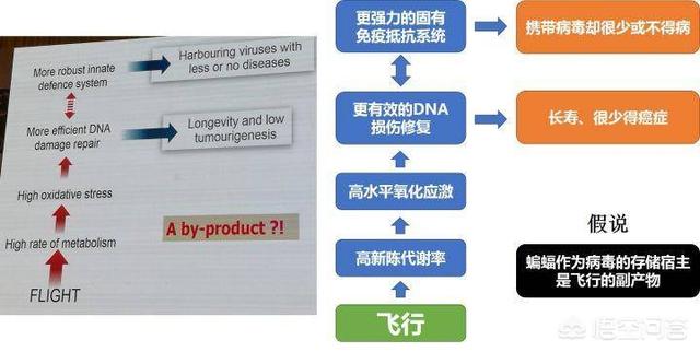 巨型蝠鲼:蝙蝠带有100多种病毒，为何自身不发病？