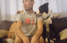 到边境牧羊犬训练教程:训练边牧的黄金期是什么时候？该怎么训练？训练什么？
