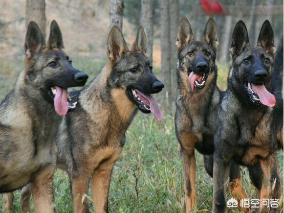 纽波利顿獒犬和卡斯罗:有什么狗狗是体质比较好、不容易生病的？