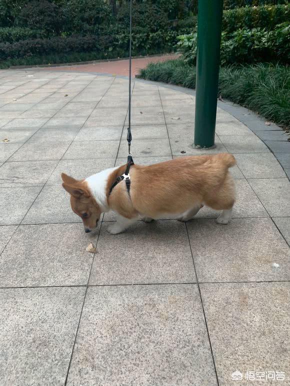 柯基vs科来特猫:各位，怎么才能让自己的妈妈同意养一只柯基？