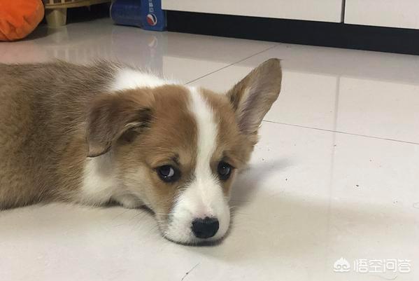 网红柯基图片:柯基犬有什么缺点，家里饲养好不好？