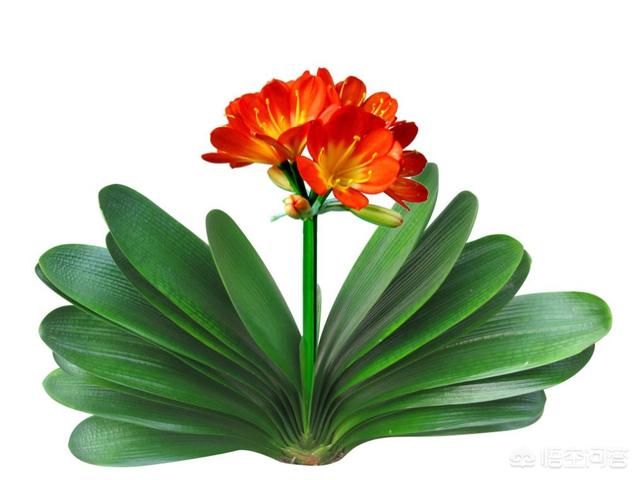 头条问答 君子兰 怎么才能够叶子油亮肥厚呢 刘子恒ii的回答 0赞