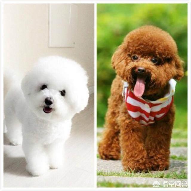 卷毛比雄犬和泰迪区别:泰迪犬和比熊犬相比，为什么泰迪犬更值得养？