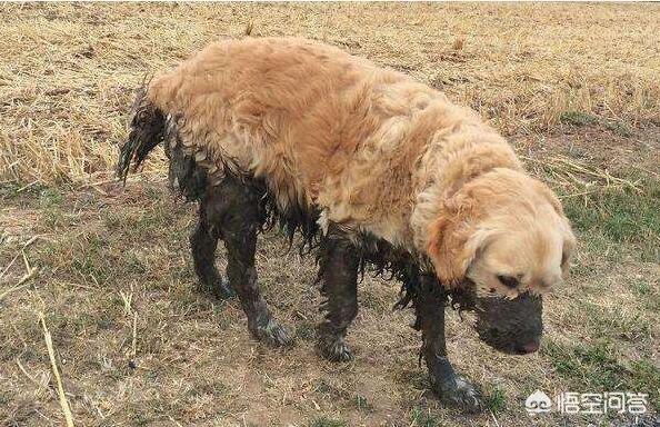 金毛犬的喂养:几个金毛犬的喂食注意事项？