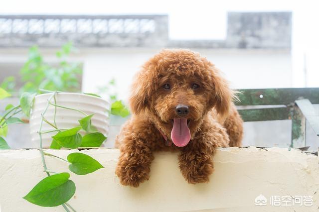 狗黄:泰迪犬的尿为什么那么黄？该怎么做？