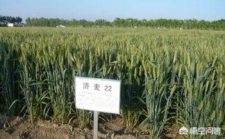 济麦22和175哪个更高产？