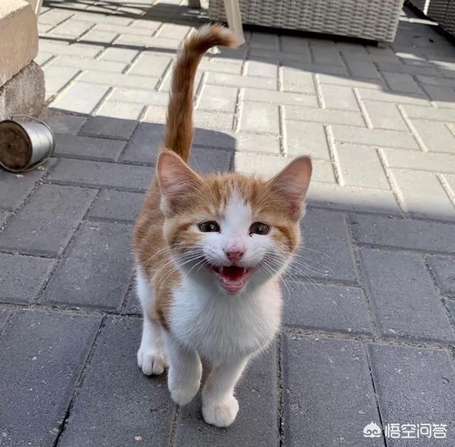 猫来了 喵:大猫哈新来的小猫怎么办？