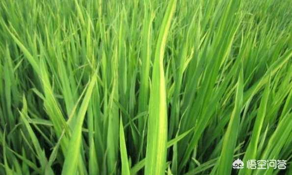 种植水稻怎么补锌，农村种植水稻，如何能让秧苗多长分蔸多出苗