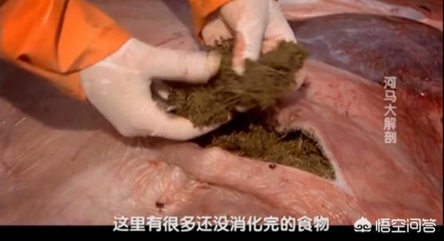 犀牛和河马吃什么食物:河马与犀牛哪个体重大一些？