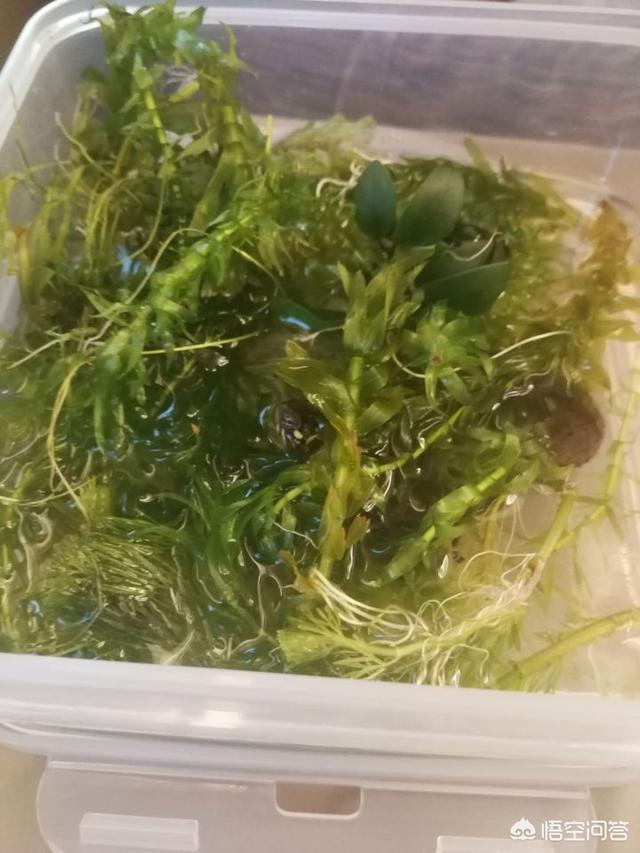 草龟苗:草龟苗怎么养 在大学宿舍如何养好草龟苗与巴西龟苗？