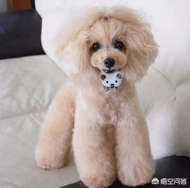 一个月贵宾犬图片欣赏:养一只巨贵犬是什么体验？