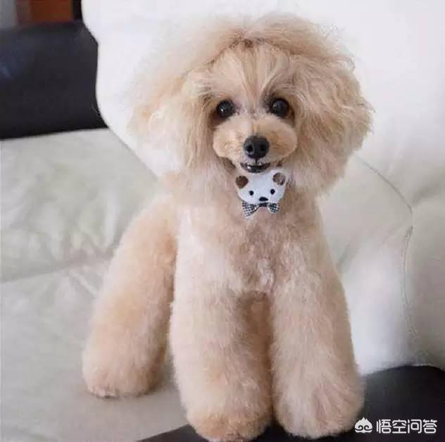 泰迪犬图片大全:泰迪犬究竟有什么优点，那么多人喜欢它？