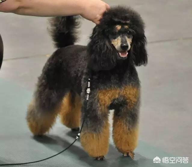 泰迪犬图片大全:泰迪犬究竟有什么优点，那么多人喜欢它？