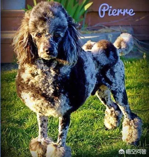 一个月贵宾犬图片欣赏:养一只巨贵犬是什么体验？