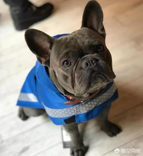 法牛犬:怎么惩罚法斗犬是不对的？